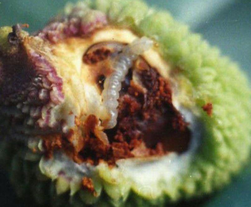 荔枝虫2.JPG
